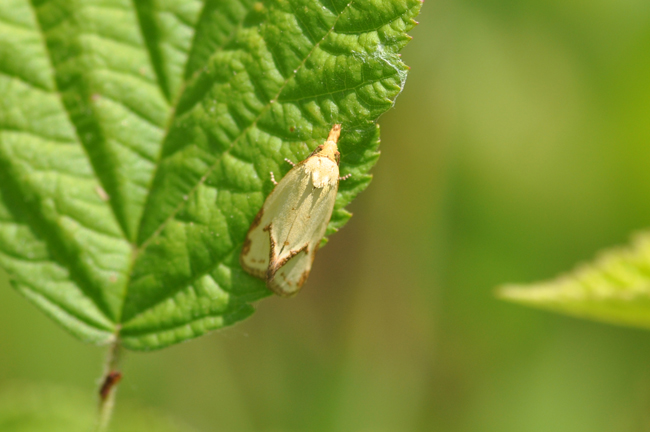Agapeta hamana?